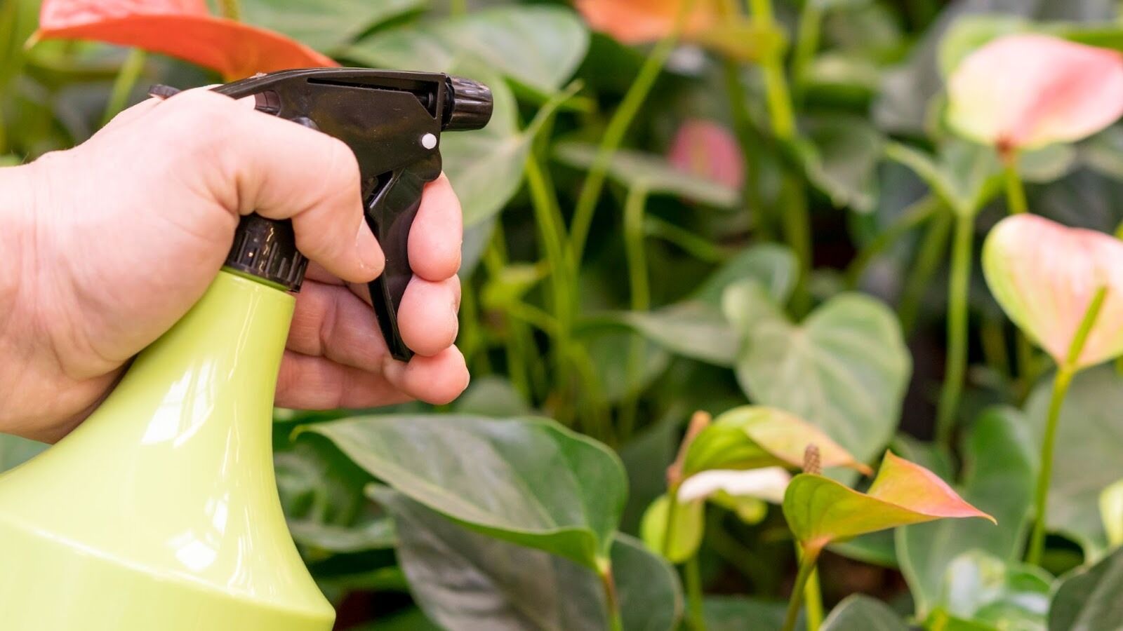 When DIY Pest Fixes Backfire: The Hidden Risks of Store-Bought Solutions